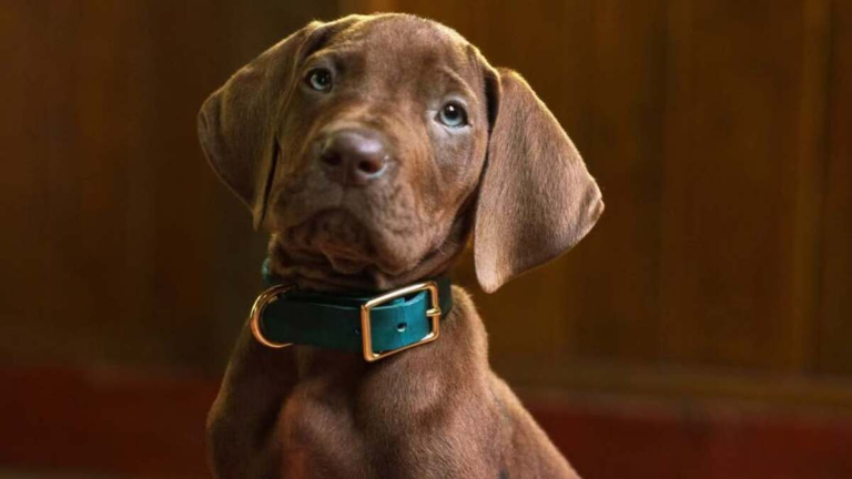 Netflix mostró por primera vez al nuevo Scooby-Doo y crece la expectativa por la serie live-action