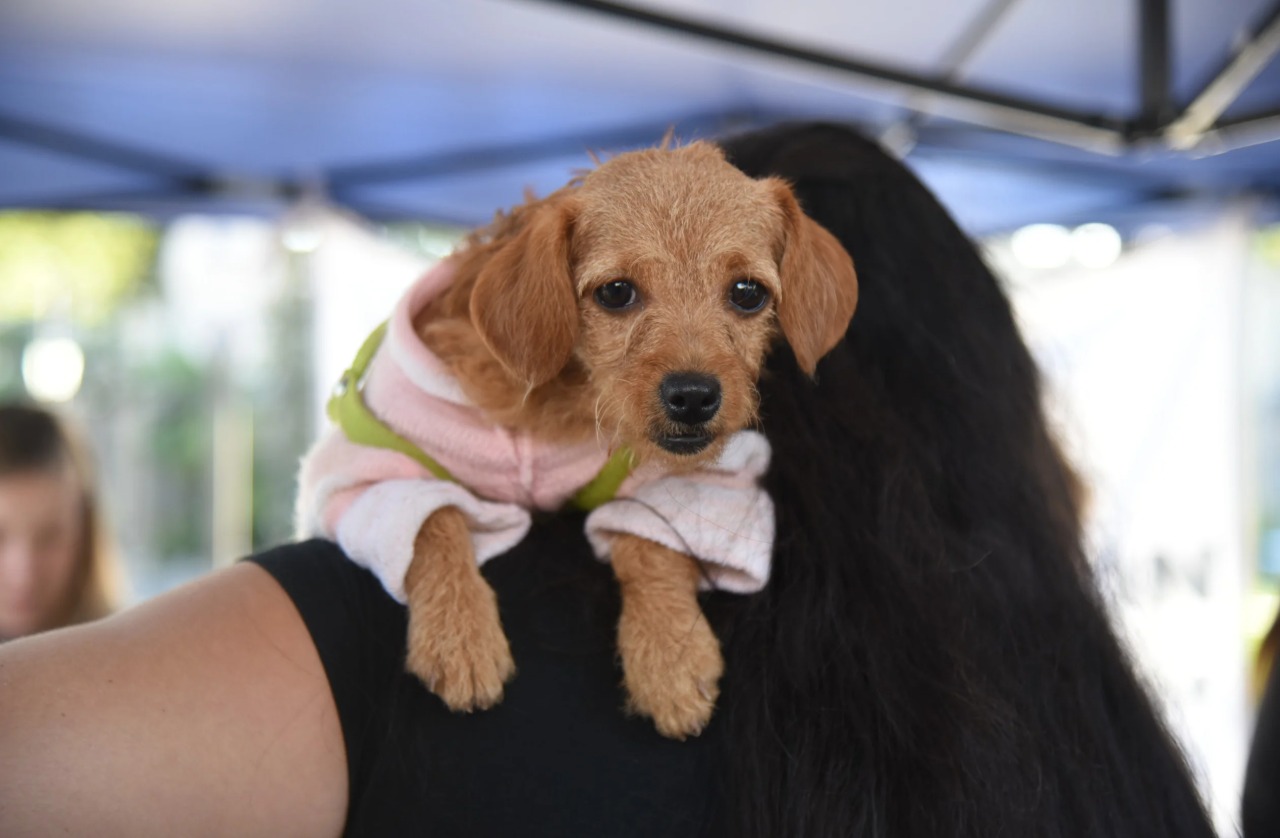 Cómo usar Animales SMT, la nueva plataforma de mascotas en Tucumán